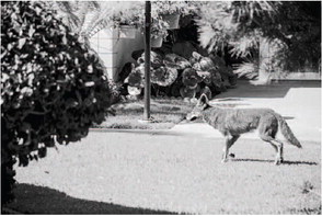 Removing food and fallen fruit, and hazing can help keep coyotes away