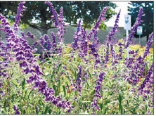 Mutual 2 has LW’s first certified Monarch Waystation