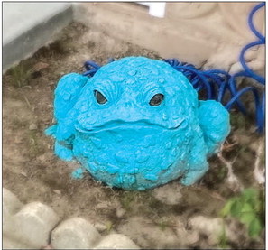 Rare teal toad spotted in Mutual 10