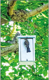 LW nesting boxes attract bluebirds