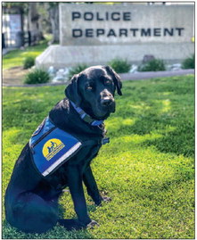 Canine Companion facility dog joins the department