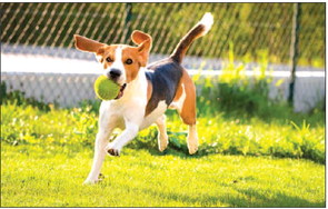 City of Seal Beach Pop-Up Dog Park