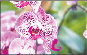 Orchid expert to give talk in LB