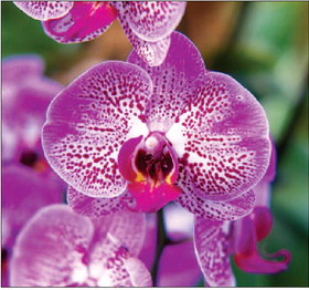 Orchid expert to give talk in LB