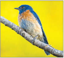 Bluebirds fly! In Leisure World