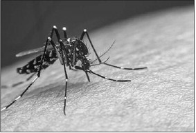 First case of locally-acquired dengue reported in LB