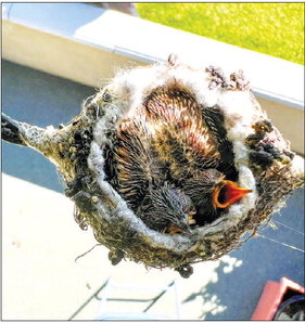 Hummingbird family settles down on Mutual 14 patio