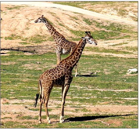 Go wild at San Diego Safari Park