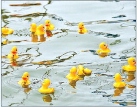 Rubber Ducky Derby is May 18 at SB Pier