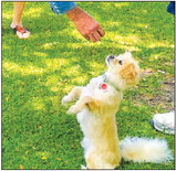 Learn about dog training Aug. 8