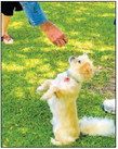 Learn about dog training Aug. 8