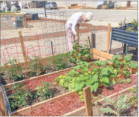 Community Gardens Waitlist