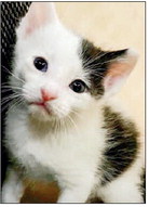 Learn about cat and kitten rescue